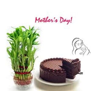 Good Luck Plant with 1/2Kg Chocolate Cake